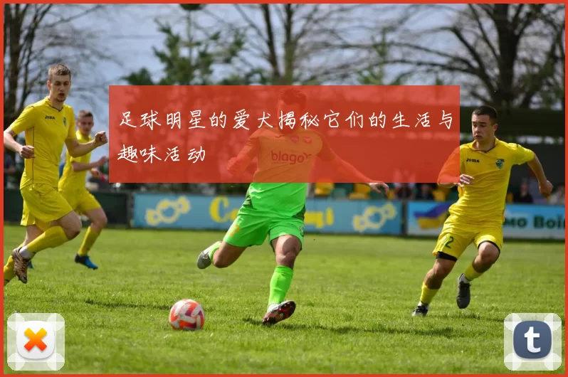 足球明星的爱犬揭秘它们的生活与趣味活动